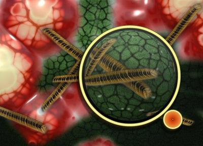 ارائه یک راهبرد جدید برای مقابله با عفونت های گیاهی