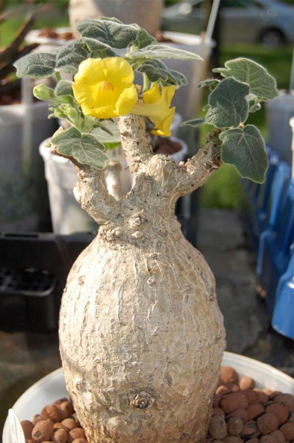 نحوه کاشت بذر گیاه آنکارینا روزلیانا و شرایط نگهداری از آن