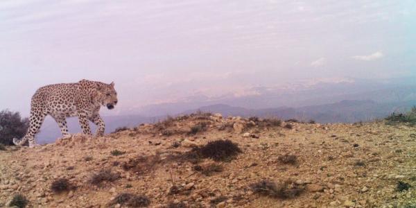 خبرنگاران روش های شکل گیری مناطق مرجع پایش پلنگ ایرانی تبیین شد