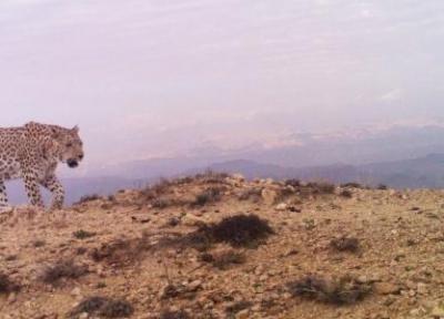 خبرنگاران روش های شکل گیری مناطق مرجع پایش پلنگ ایرانی تبیین شد