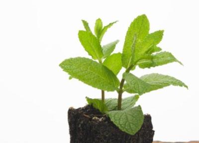 چرا برگ های گیاه نعنایم زرد می شوند؟