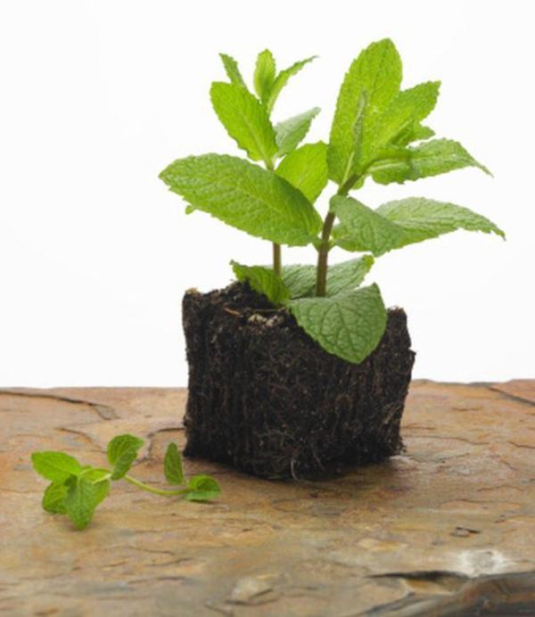 چرا برگ های گیاه نعنایم زرد می شوند؟