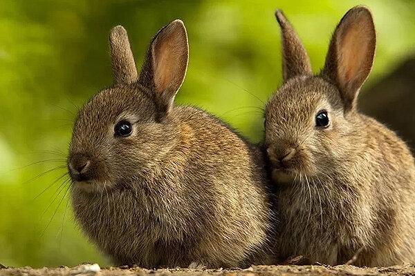 ببینید ، لحظه حیرت انگیز بلعیدن خرگوش از طریق مرغ دریایی!