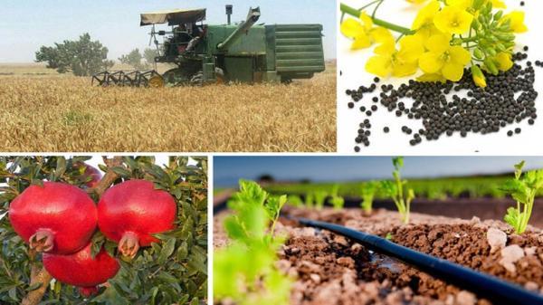 توسعه کشت برنج با آبیاری کم در دستور کار قرار گرفت توسعه کشت برنج با آبیاری کم در دستور کار نهاده شد