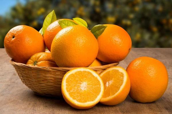 چرا پرتقال جنوب گران تر از مرکبات شمال شد؟ چرا پرتقال جنوب گران تر از مرکبات شمال شد؟