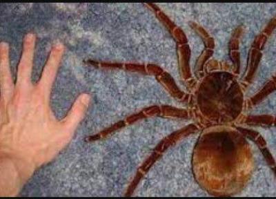 هیولای غول پیکر جنگل های آمازون ، عکس