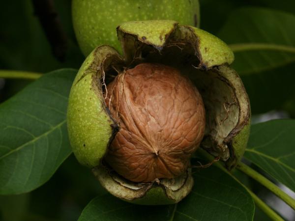 با مصرف این ماده غذایی شاد شوید