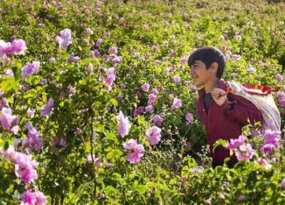 پیوند فراوری گیاهان دارویی با گردشگری مازندران